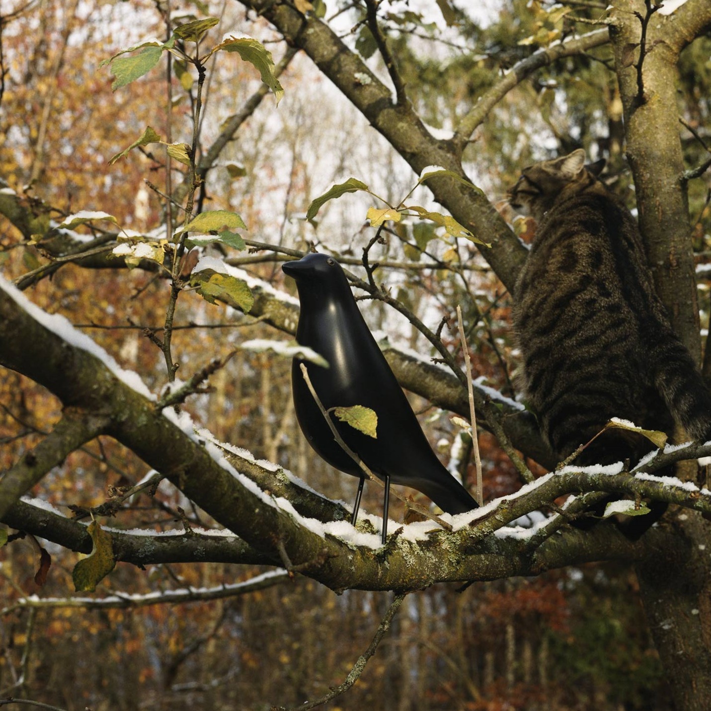Eames House Bird